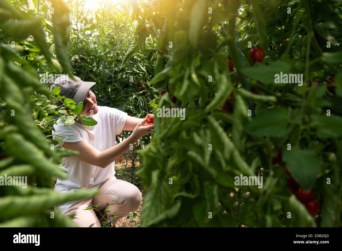 Una donna contadina raccoglie i pomodori ciliegini in una serra. Fattoria biologica. Foto Stock