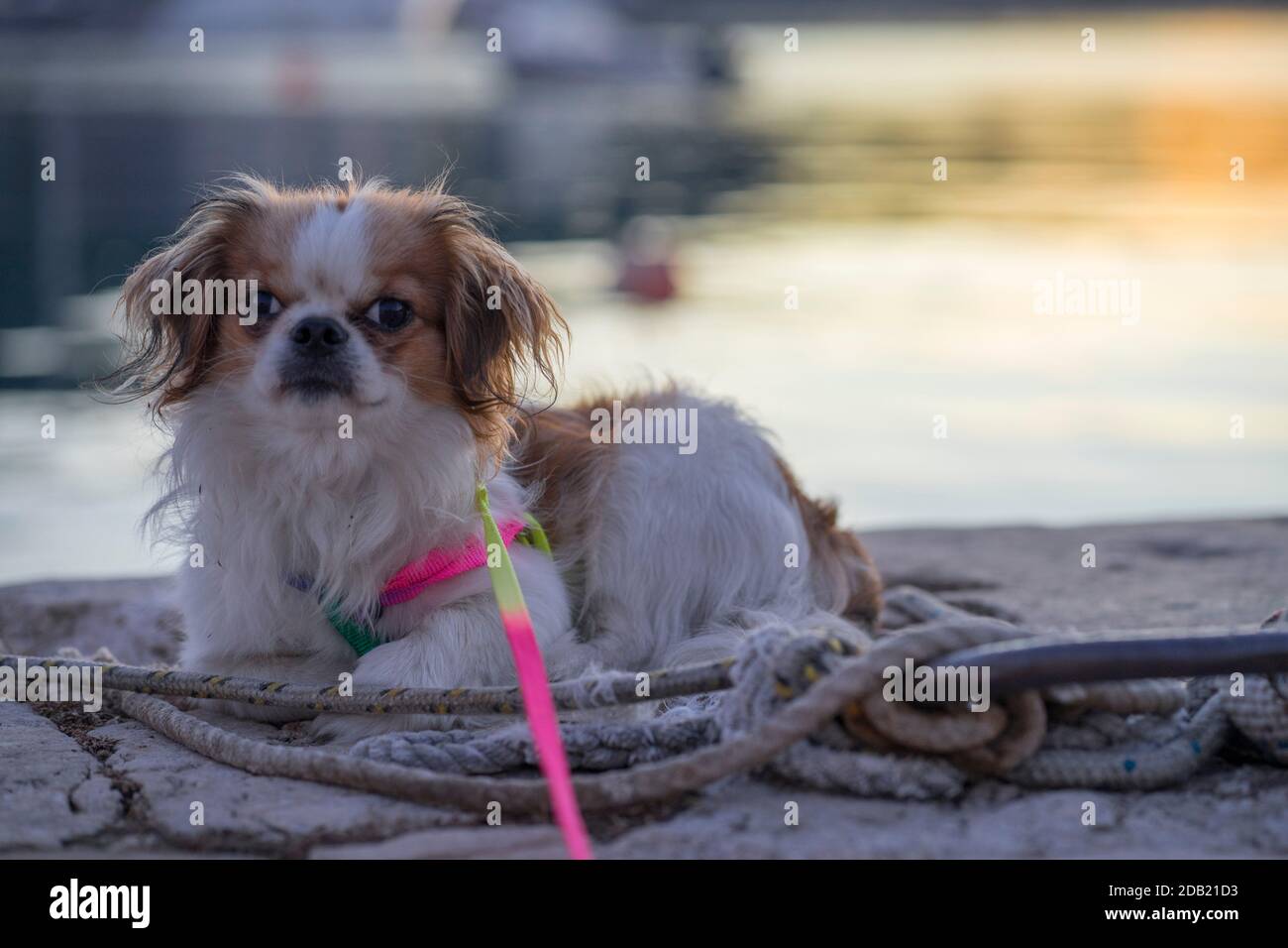 Cucciolo di Pekingese Foto Stock