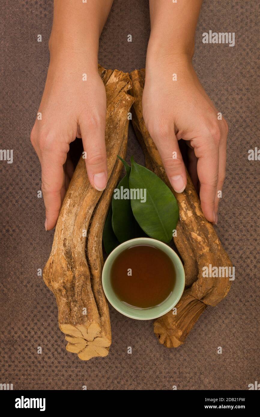 Bere ayahuasca. Banisteriopsis caapi legno, foglie di psicotria e ayahuasca Brew e ciotola in mani di donna. Foto Stock
