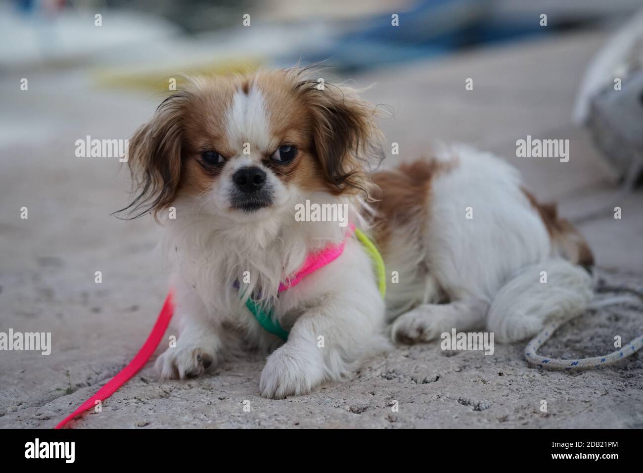 Cucciolo di Pekingese Foto Stock