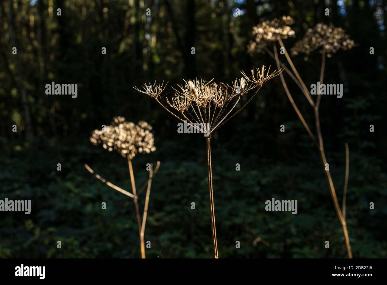 Teste di semi asciutte dell'idrangea selvatica nella contea di Kilkenny, Irlanda Foto Stock