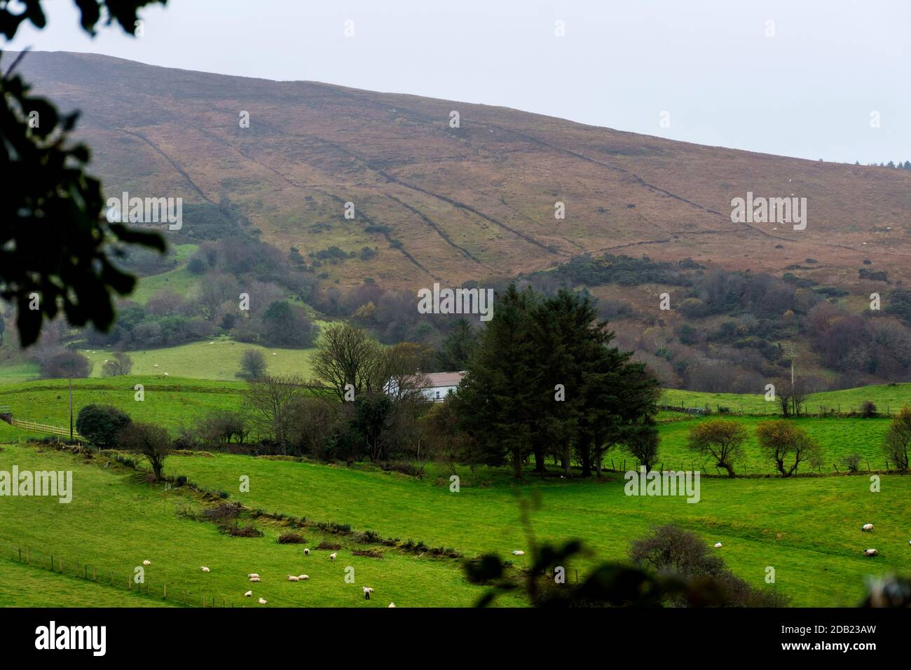 Ardara, Contea di Donegal, Irlanda, 16 novembre 2020. Meteo. Un giorno 'soft' che significa uno con pioggia frizzante in vernacolare locale su una piccola fattoria di pecore. Foto Stock