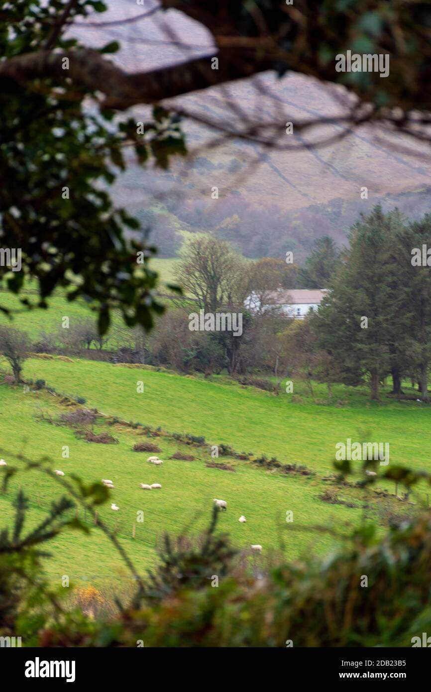 Ardara, Contea di Donegal, Irlanda, 16 novembre 2020. Meteo. Un giorno 'soft' che significa uno con pioggia frizzante in vernacolare locale su una piccola fattoria di pecore. Foto Stock