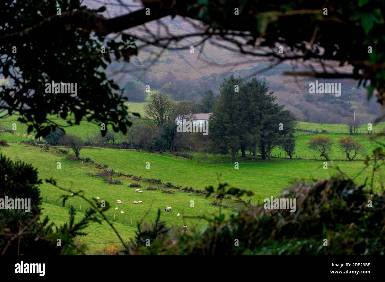 Ardara, Contea di Donegal, Irlanda, 16 novembre 2020. Meteo. Un giorno 'soft' che significa uno con pioggia frizzante in vernacolare locale su una piccola fattoria di pecore. Foto Stock