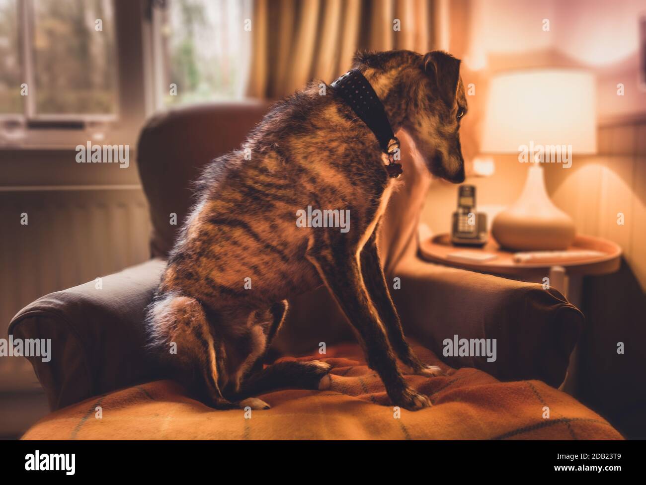 Una comoda sedia con coperta e tavolo laterale con lampada. Un lurcher rilassante con la testa sul braccio del sedile Foto Stock