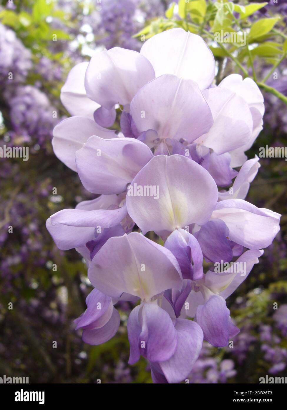 Un colpo verticale dei fiori di wisteria di pruple che crescono nel cortile Foto Stock
