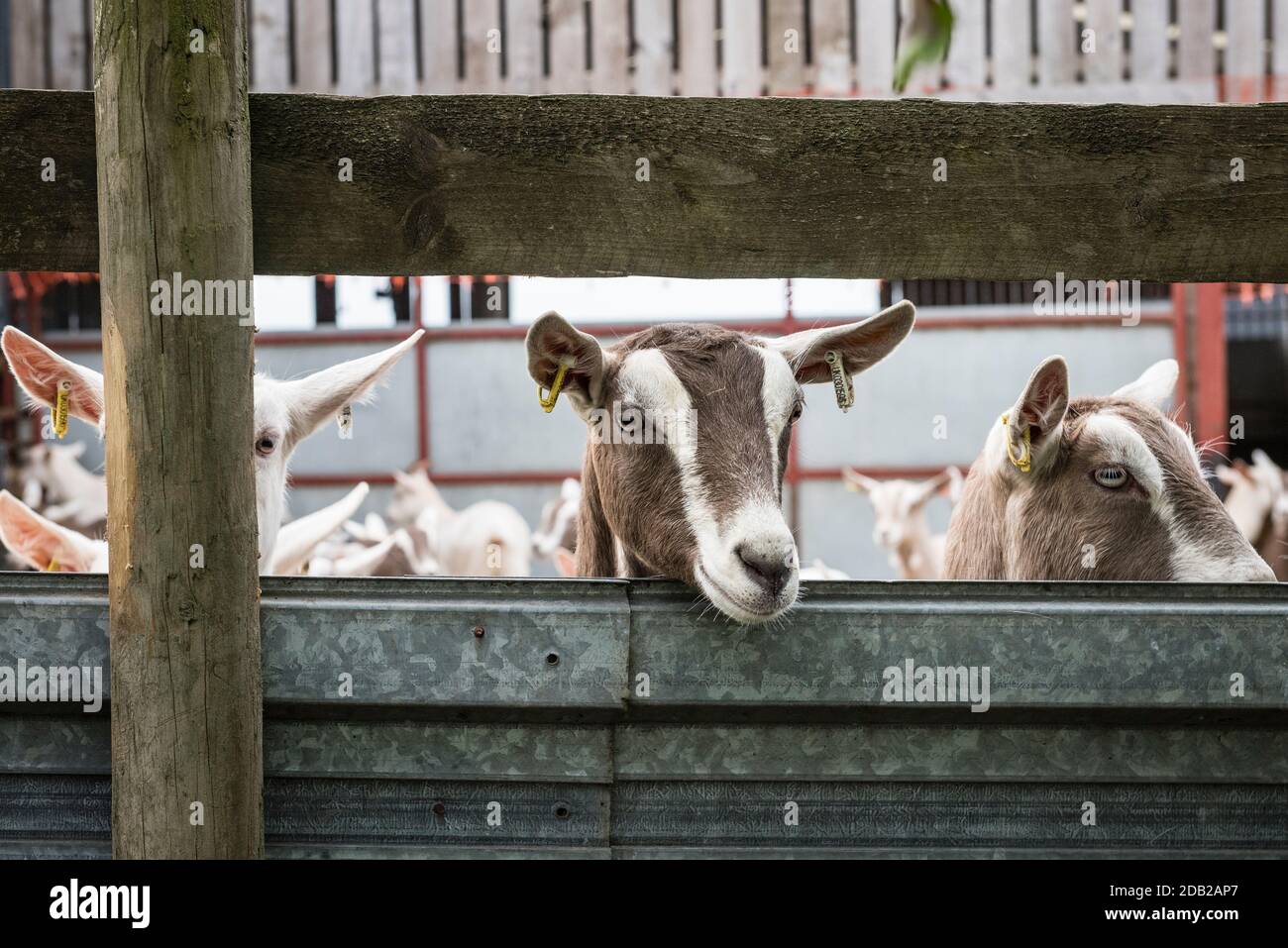 Capre in attesa di essere mungite in una fattoria in Herefordshire, Regno Unito Foto Stock