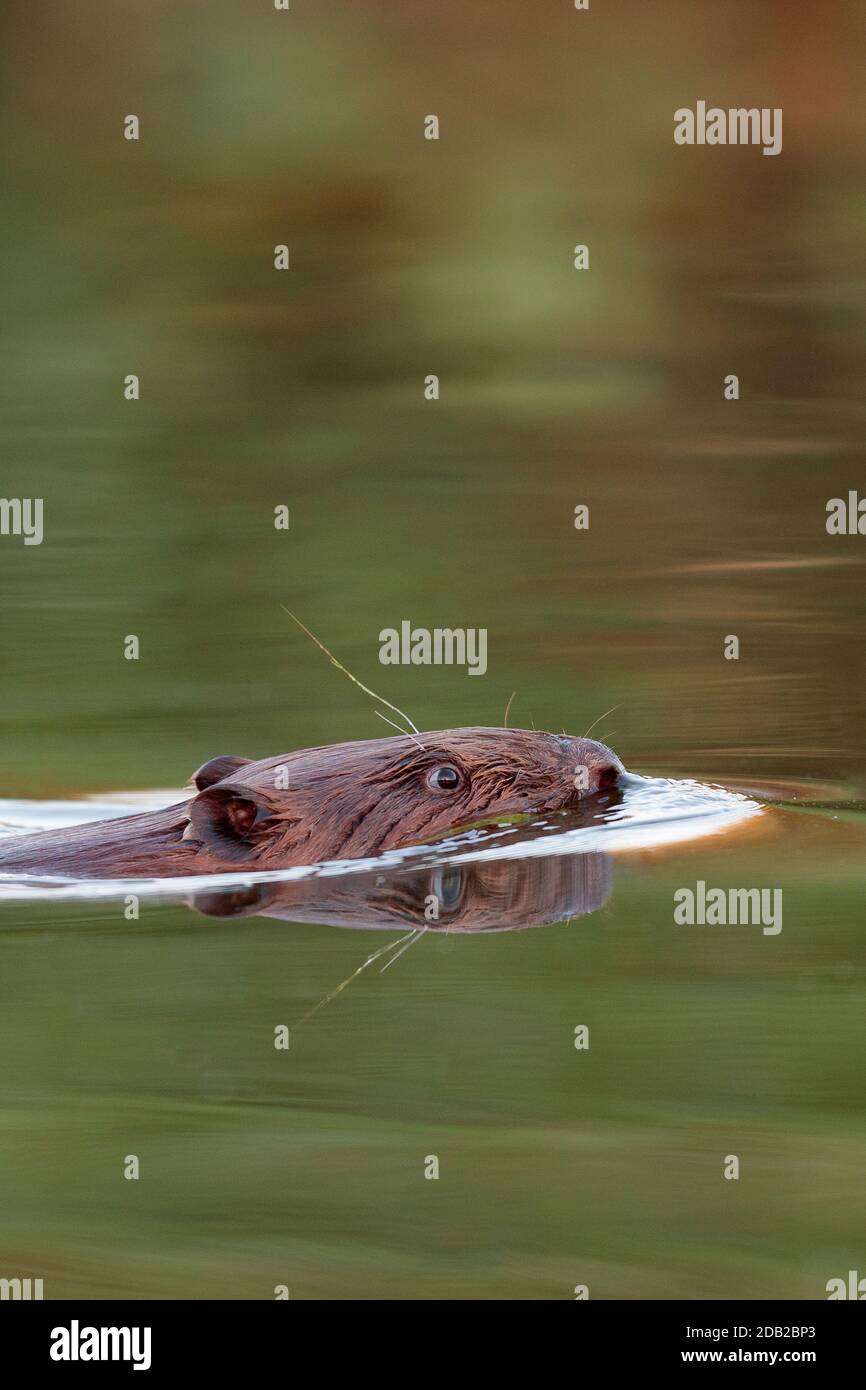 European Beaver (fibra di Castor) nuoto nel fiume Peene. Meclemburgo-Pomerania anteriore, Germania Foto Stock