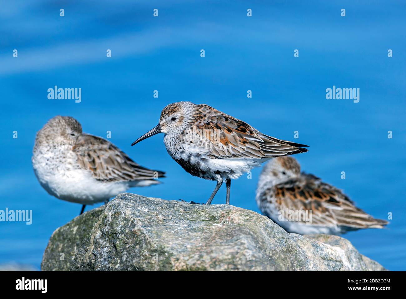 Dunlin (Calidris alpina). Tre adulti che riposano su una roccia in mare. Germania Foto Stock