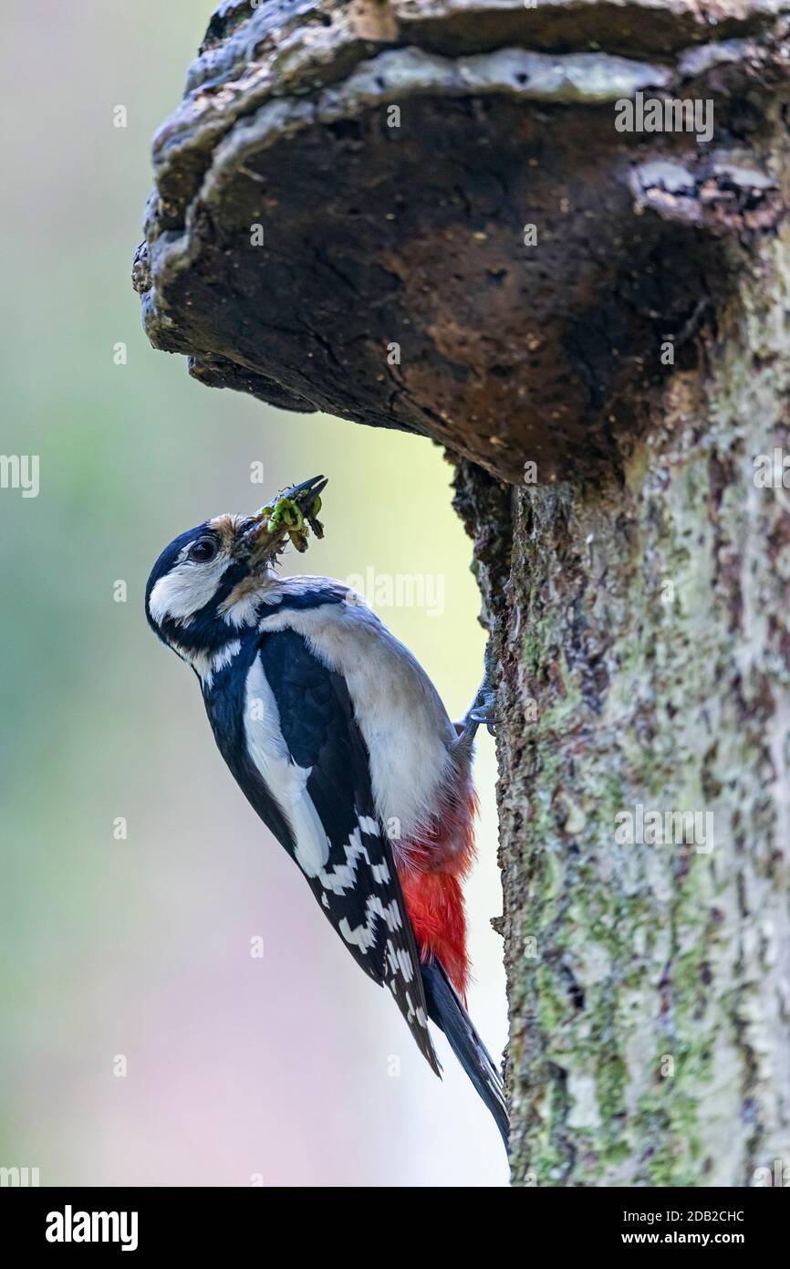 Picoides Major, Dendrocopos Major. Femmina adulta con cibo per i pulcini al foro del nido, che si trova direttamente sotto il polipo. Germania Foto Stock