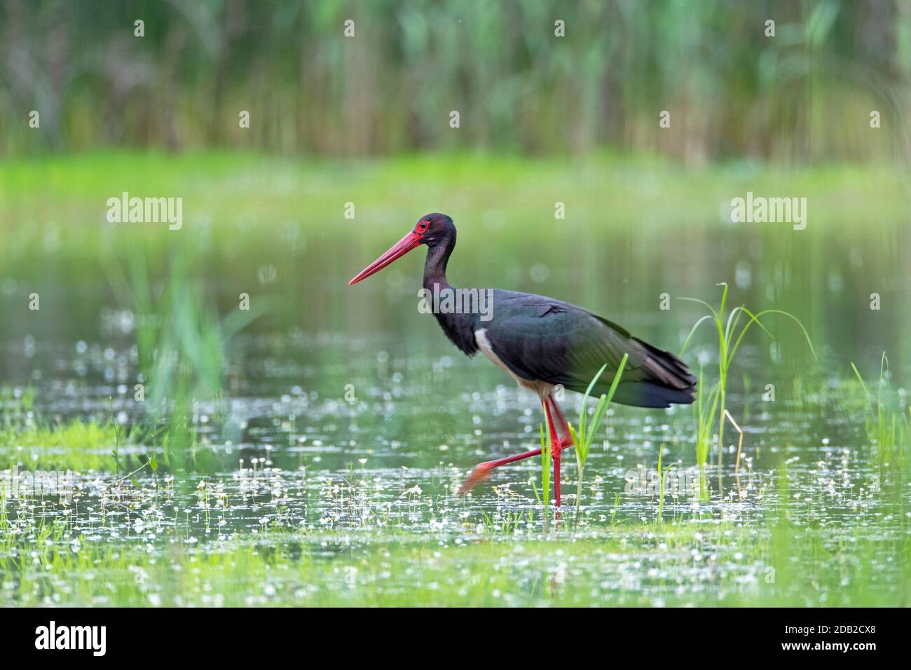 Cicogna nera (Ciconia nigra). Foraggio di adulti in un laghetto della foresta. Germania Foto Stock