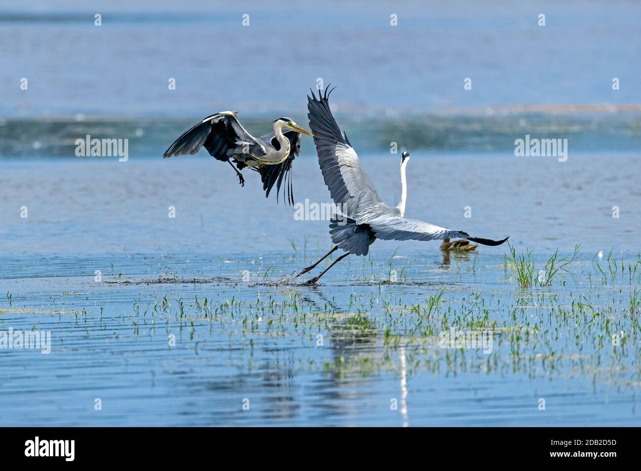 Airone grigio (Ardea cinerea). Due aironi lottano per il posto migliore per pescare. Germania Foto Stock