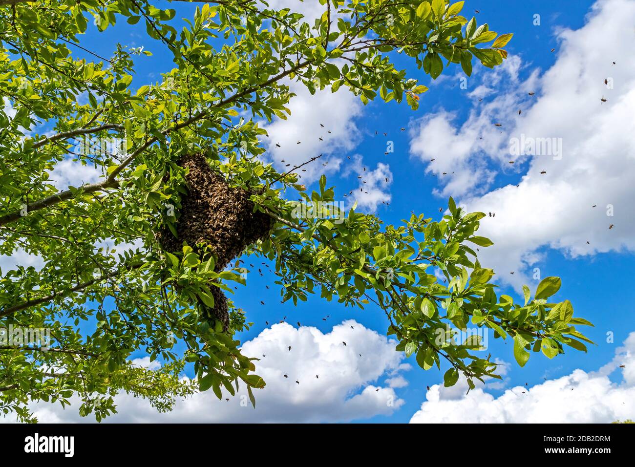 Miele ape, Western Honey Bee (Apis mellifera, Apis mellifera). Ape sciame su un ramo di un albero. Germania Foto Stock