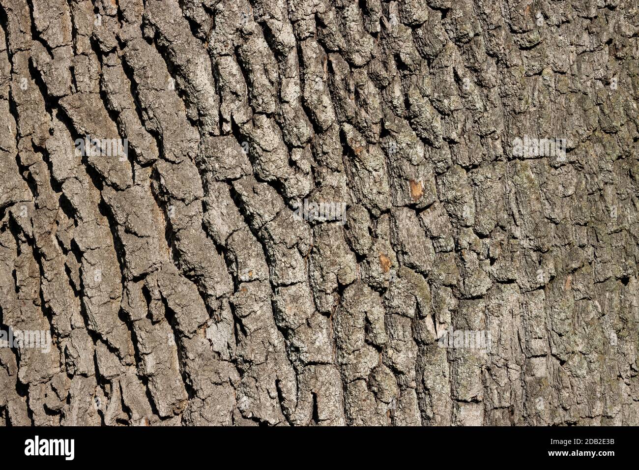 corteccia di quercia naturale forte struttura Foto Stock