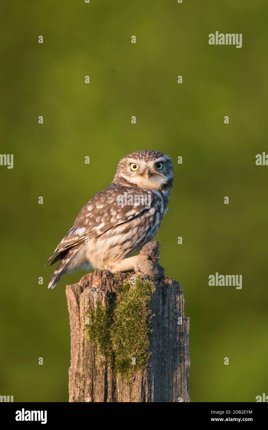 Gufo piccolo (Athene noctua). Adulto con preda di topo in piedi su un palo marcio. Germania Foto Stock