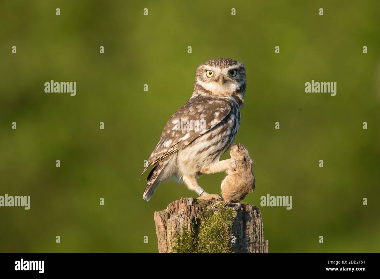 Gufo piccolo (Athene noctua). Adulto con preda di topo in piedi su un palo marcio. Germania Foto Stock