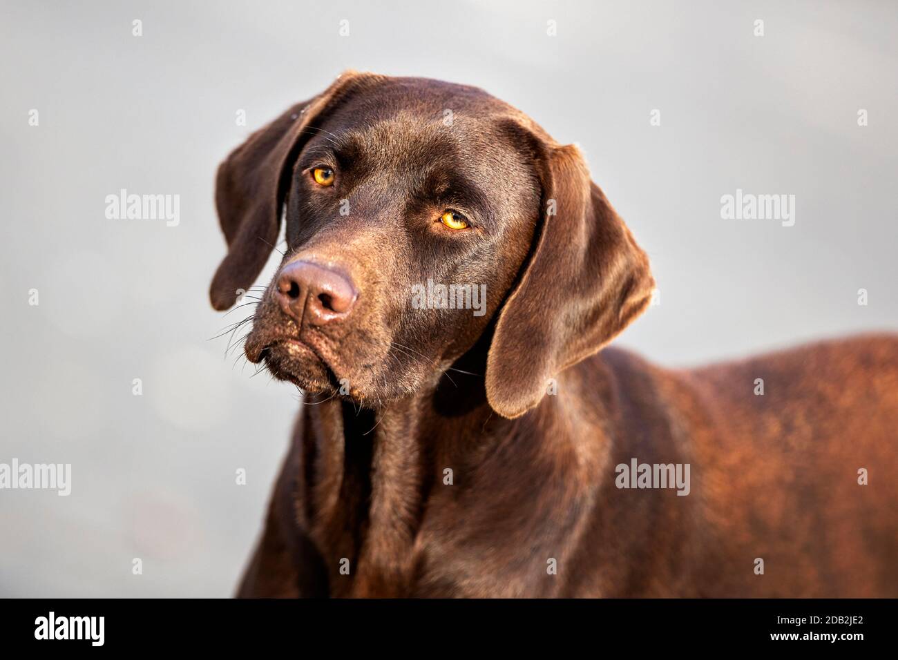 Labrador Retriever. Ritratto di femmina marrone. Germania Foto Stock