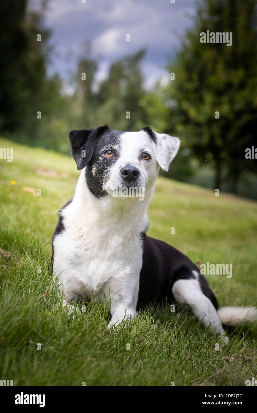 Mongrel. Adulto lei-cane seduta in erba. Germania Foto Stock