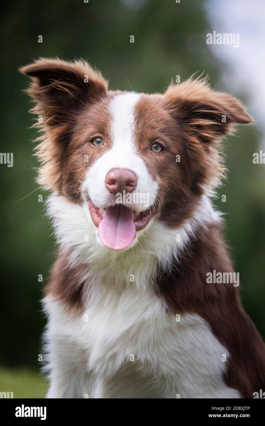 Border Collie. Ritratto di adulto, ansante. Foto Stock