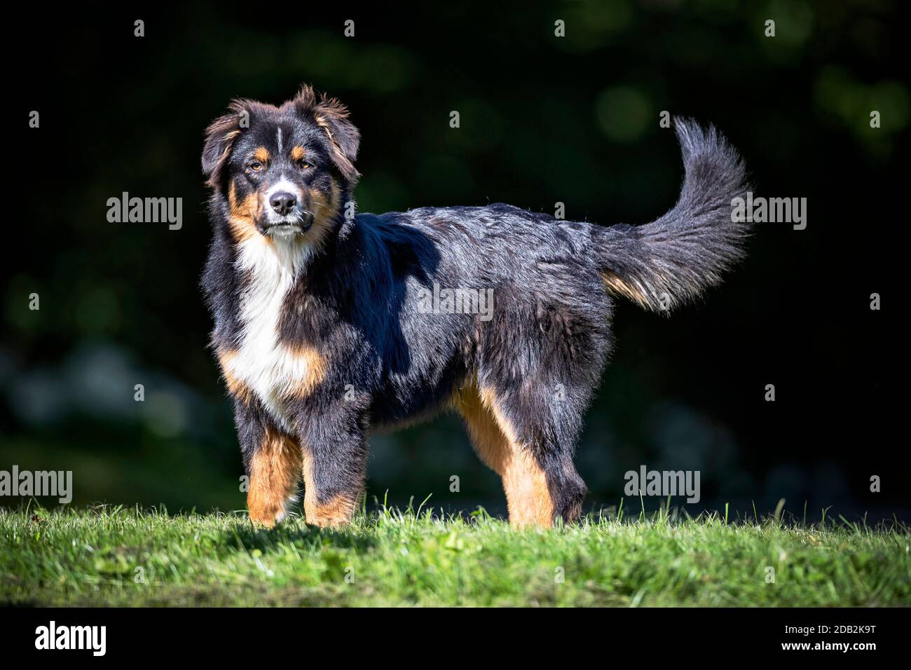 Pastore australiano. Cane adulto in piedi su un prato. Germania Foto Stock