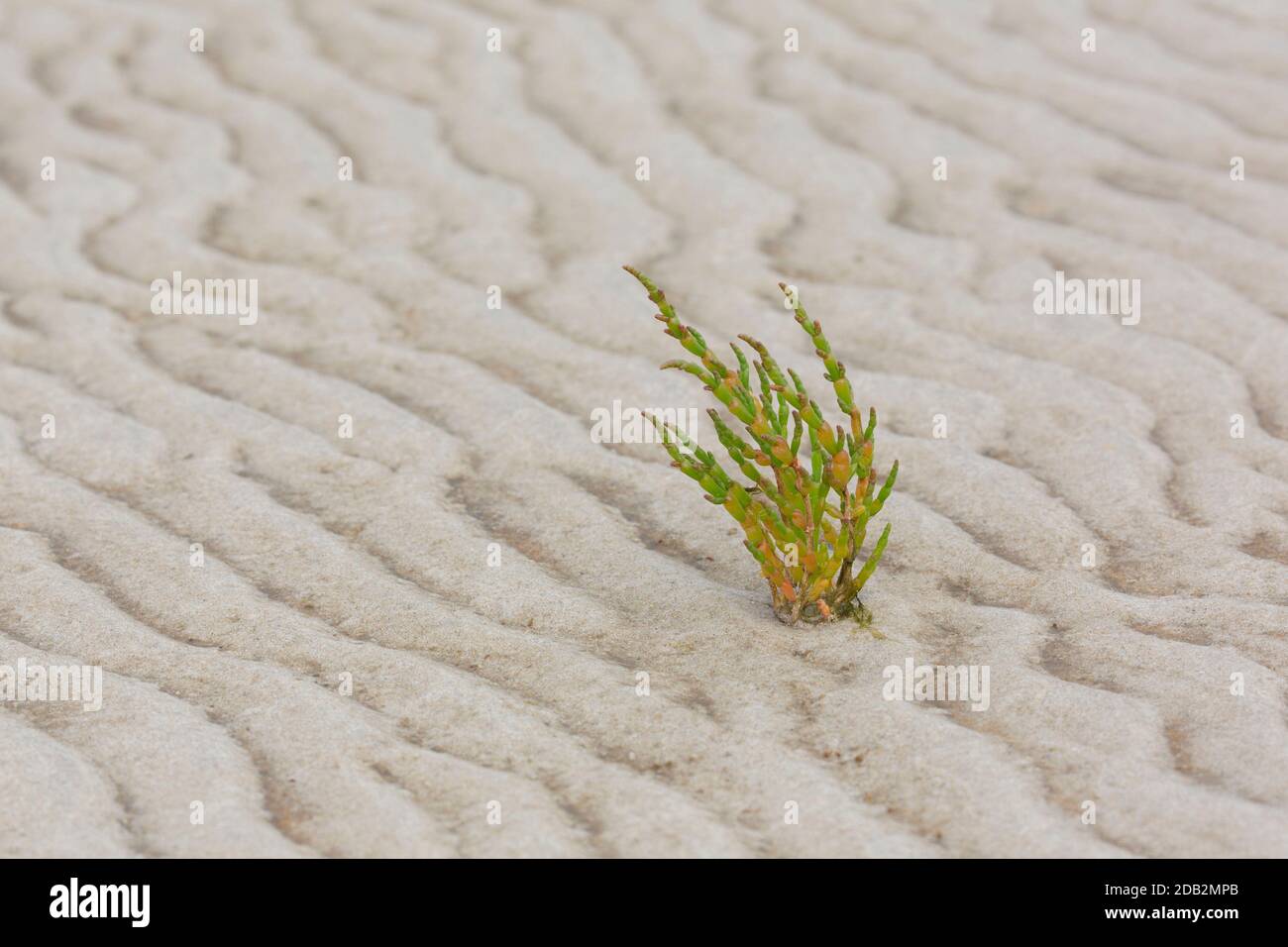 Salicorn (Salicornia europaea) su fanghi. Mare del Nord, Germania Foto Stock