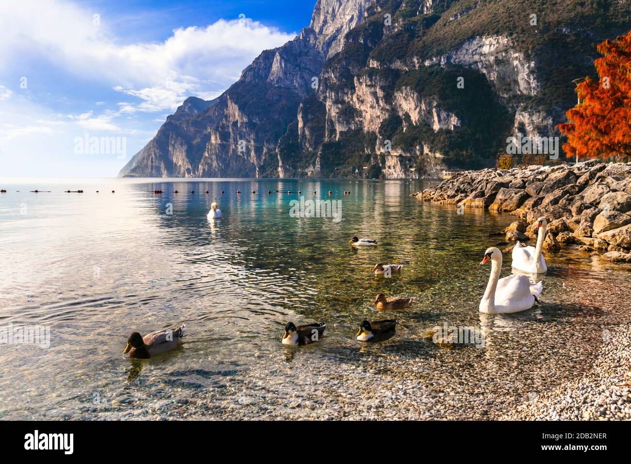 Swan lago. Bella mattina nello splendido Lago di Garda. Riva del Garda, Italia settentrionale Foto Stock