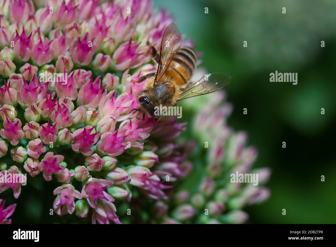 L'ape di lavoro su un fiore rosa Foto Stock