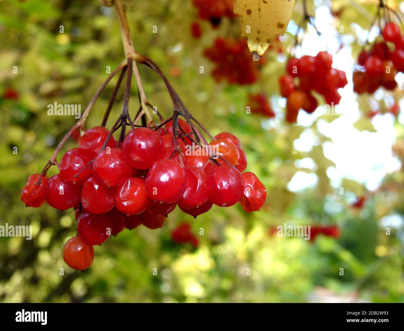 Bacche rosse dalla normale palla di neve in autunno in bella luce Foto Stock