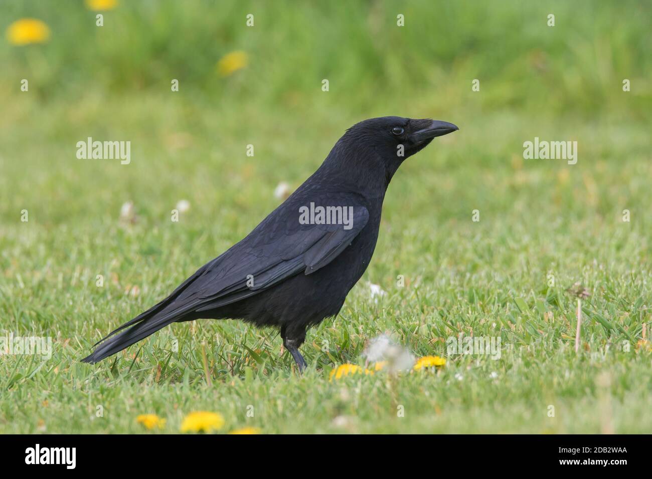 Carrion Crow (Corvus corone). Adulto in piedi su un prato. Germania Foto Stock
