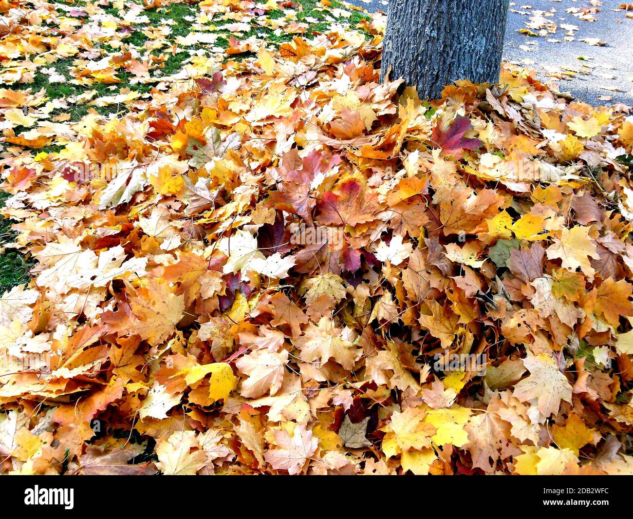 Mucchio grande con foglie di autunno intorno ad un tronco di albero Foto Stock