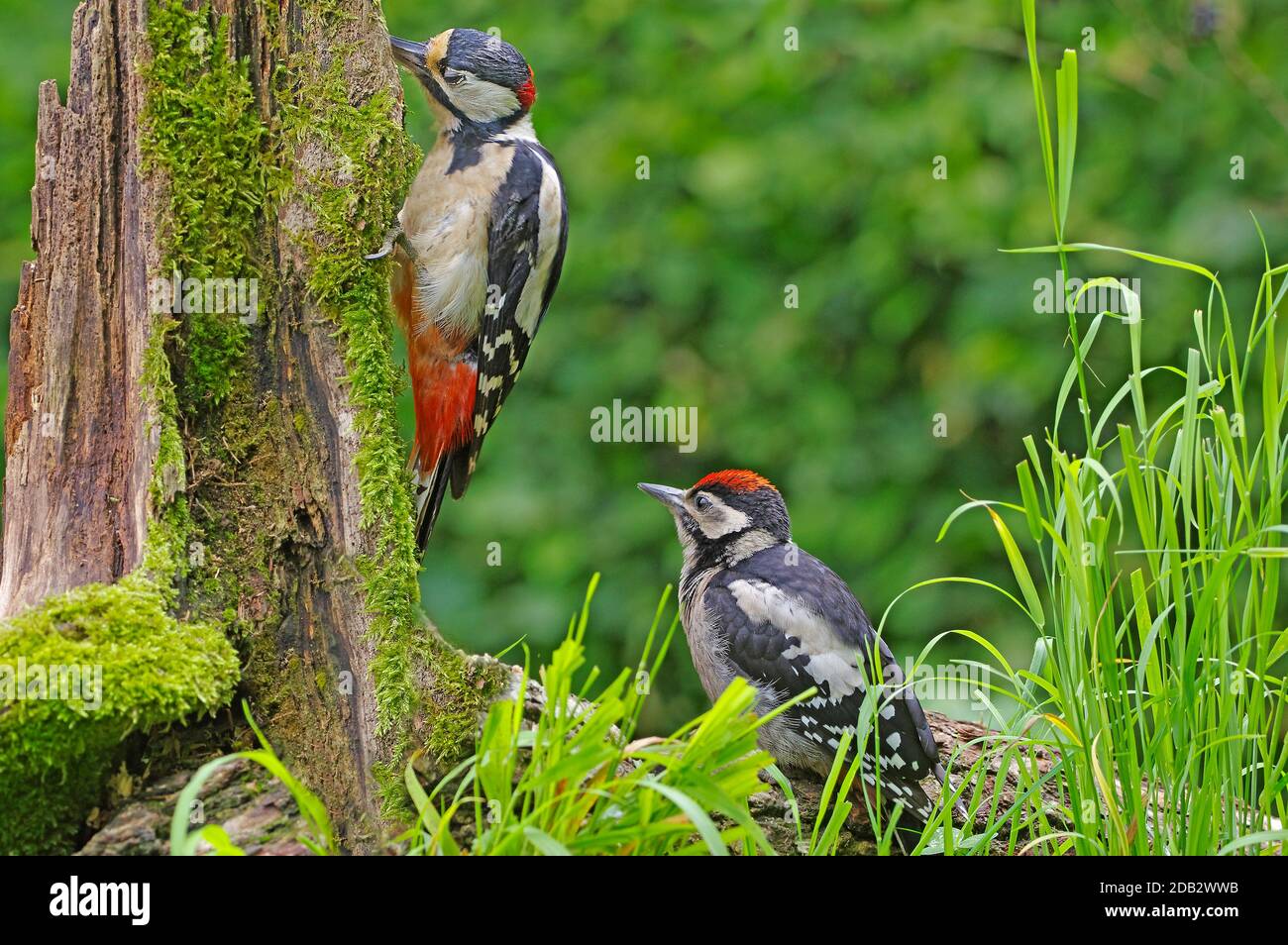 Picchio a puntini grande (Dendrocopos Major). Foraggio maschile adulto su un ceppo di albero marcio, al fine di dare cibo ai giovani in attesa. Germania Foto Stock