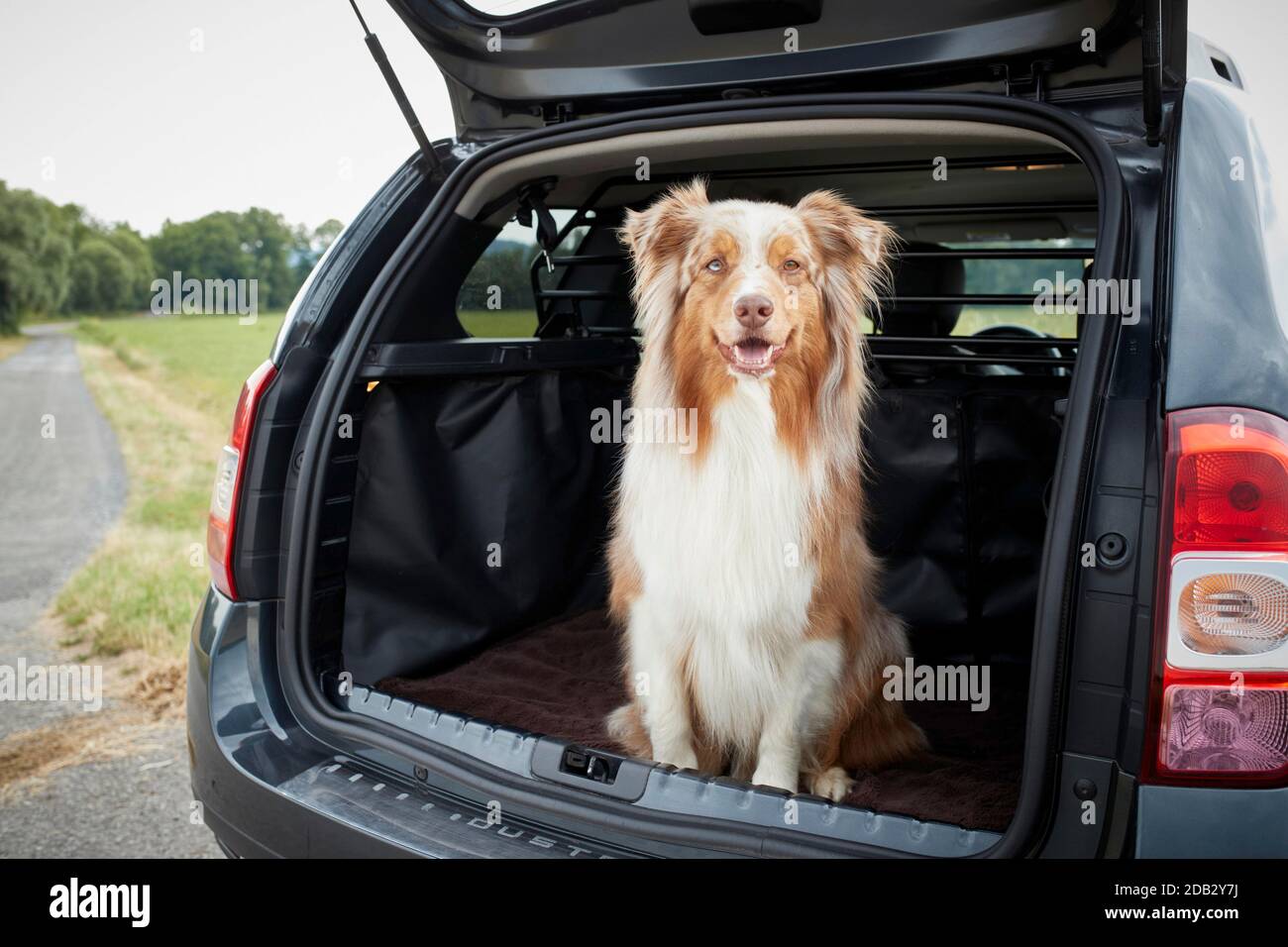 Pastore australiano nel bagagliaio di un'auto. Non per guide animali fino al 9/2022 Foto Stock