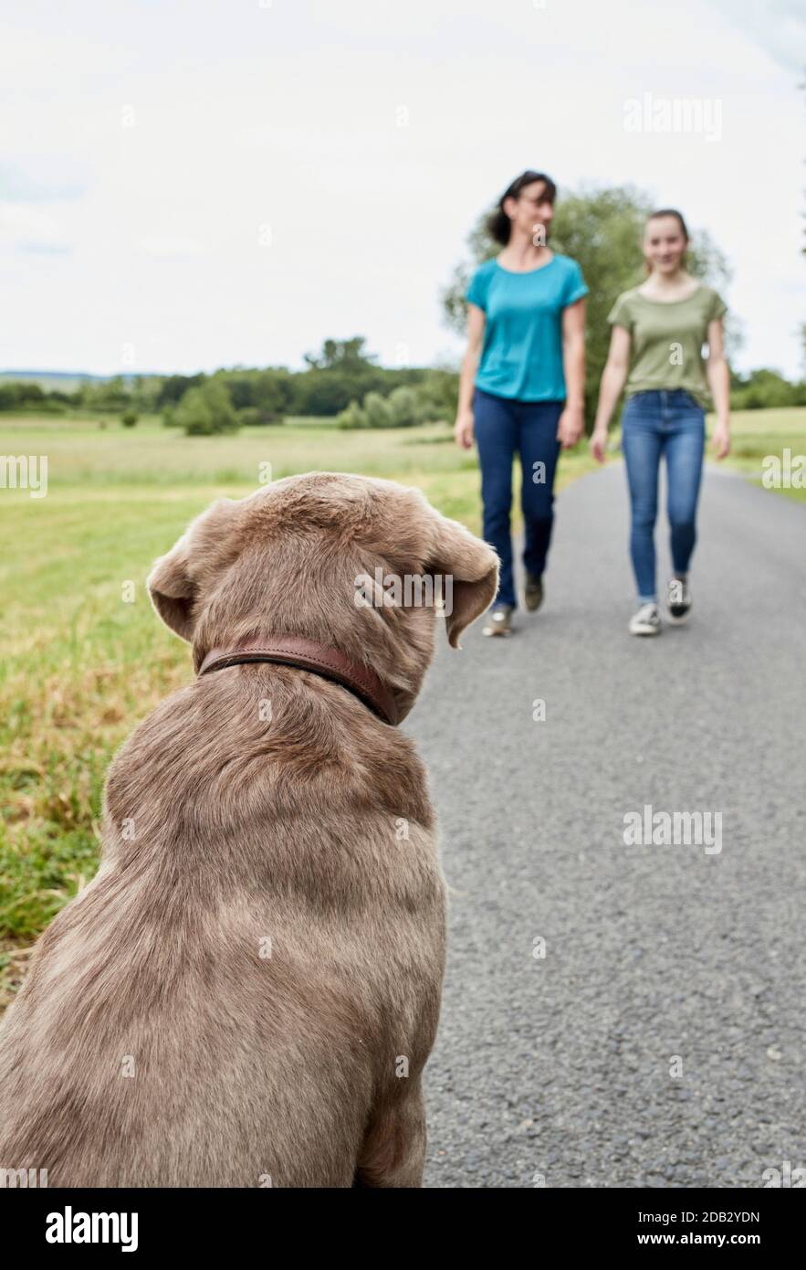 Un Labrador Retriever osserva due donne che camminano verso di lui. Non per guide animali fino al 9/2022 Foto Stock