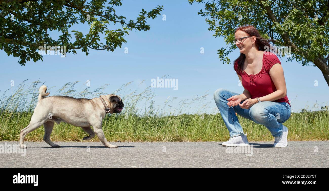 Una donna ricorda un pug adulto. Non per guide animali fino al 9/2022 Foto Stock