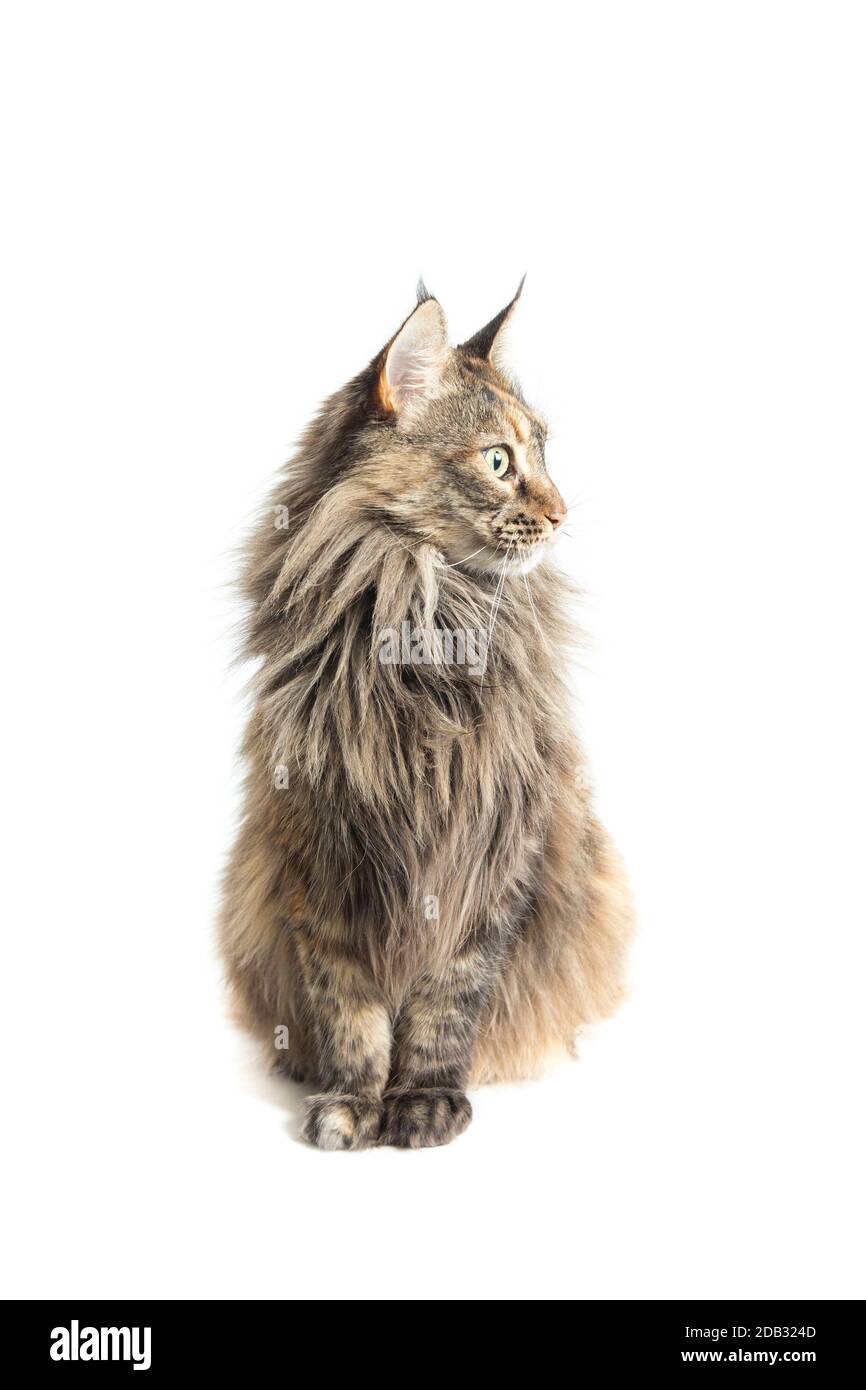 Maine coon femmina con attenzione Foto Stock