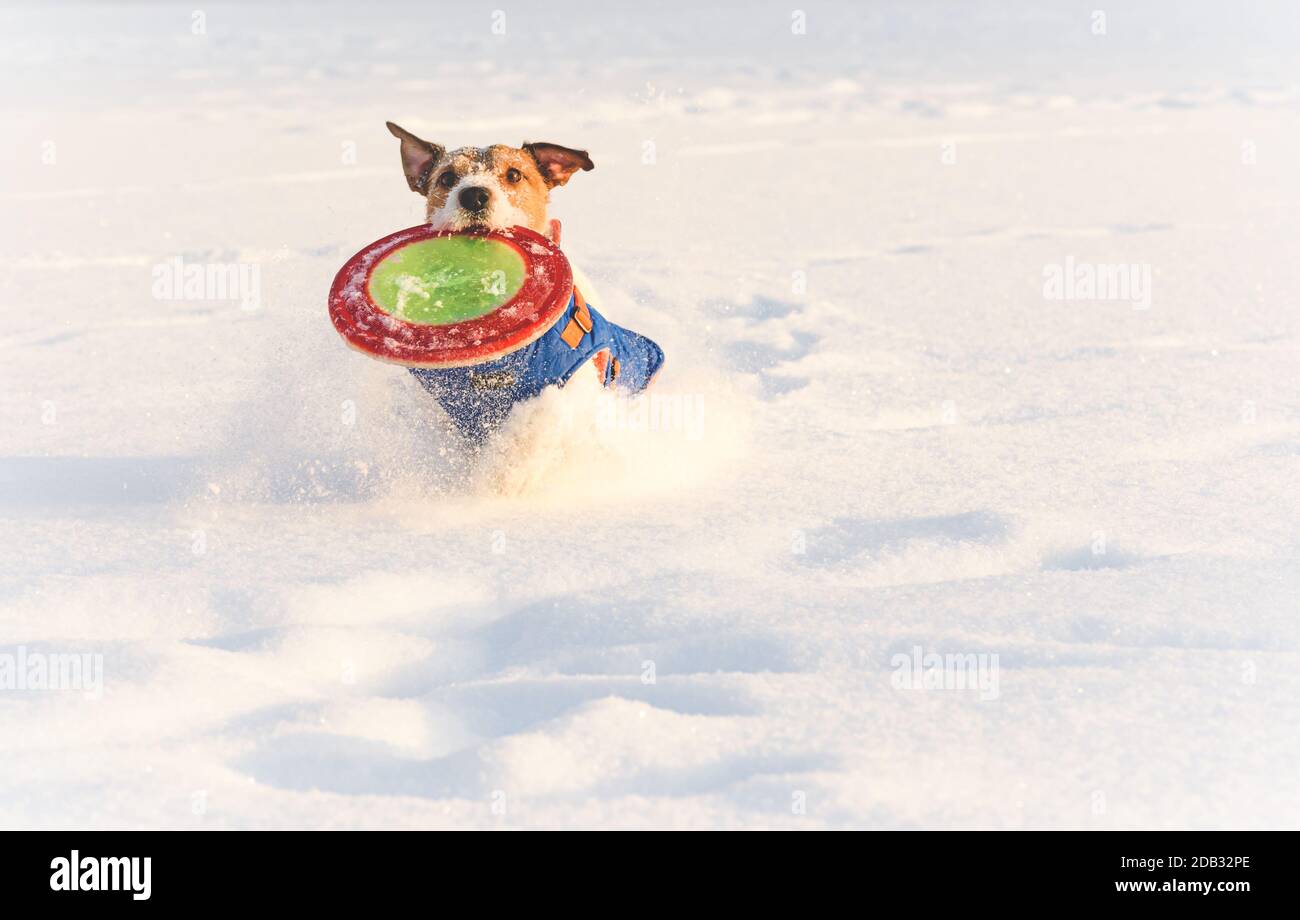 Cane godendo di giocare con disco volante in neve profonda come la famiglia si diverte in una meravigliosa giornata invernale Foto Stock