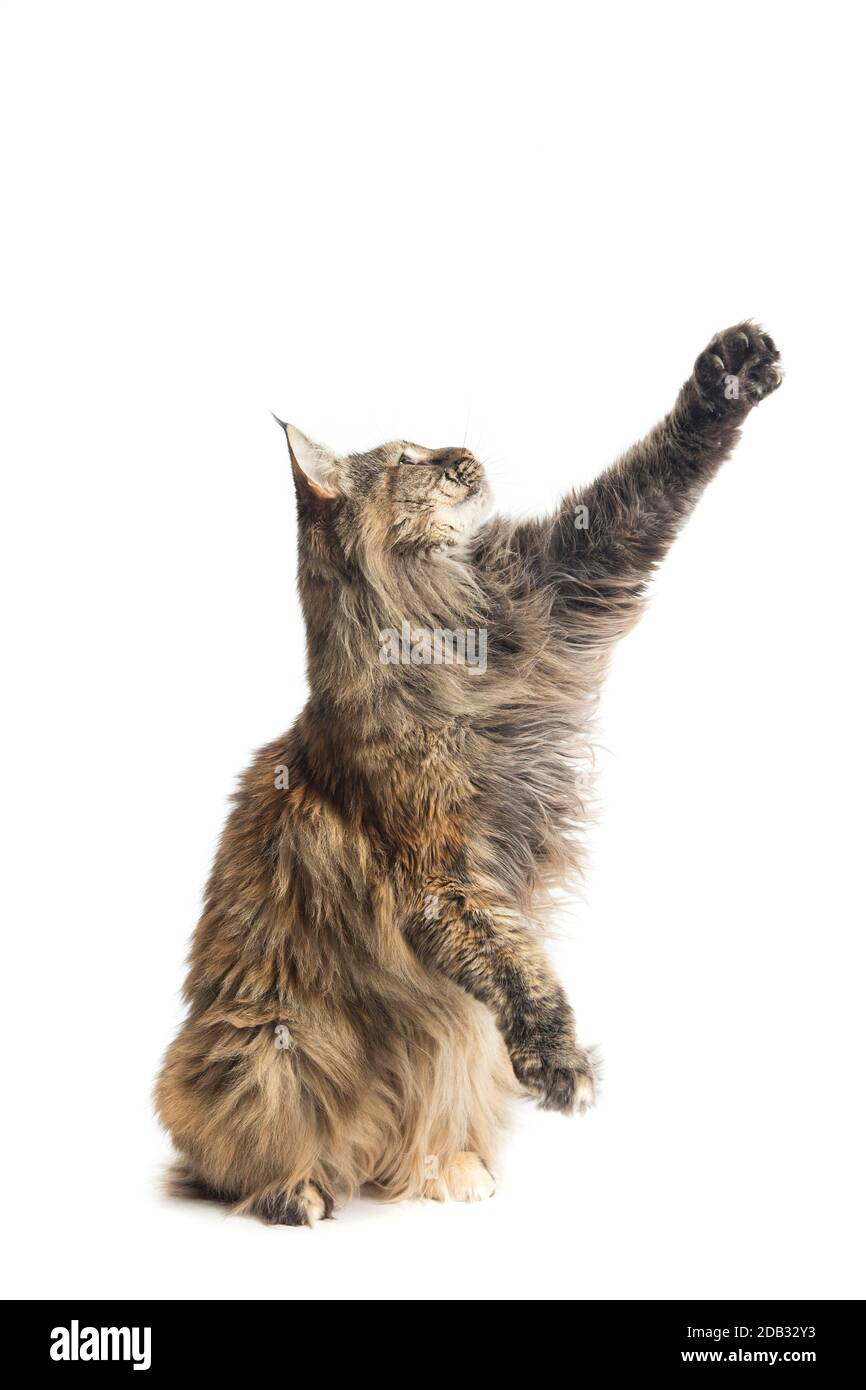 Maine coon femmina con attenzione durante la riproduzione sollevando le zampe Foto Stock