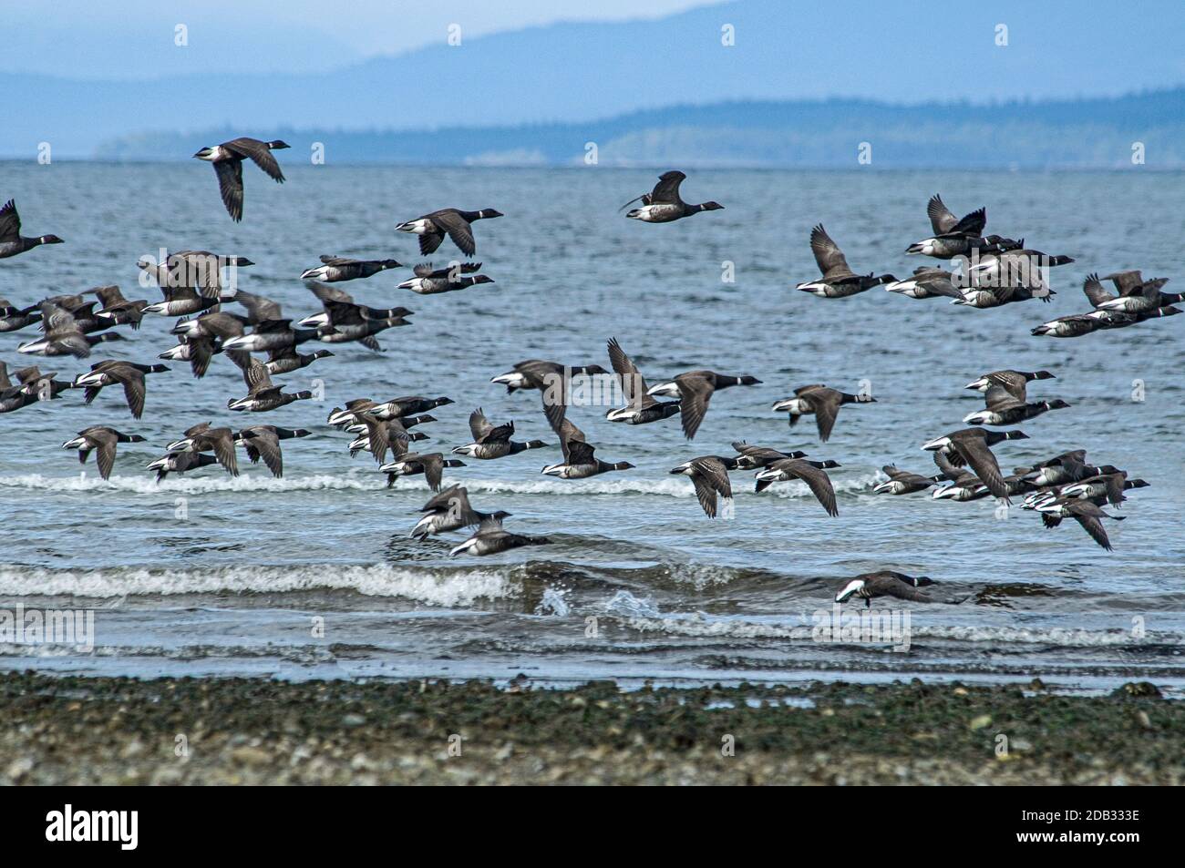 Un gregge di oche di Brent sulla strada per il loro nutrimento Terreni a Parksville sull'Isola di Vancouver durante la loro migrazione verso sud Dalla loro estate dell'Alaska Foto Stock