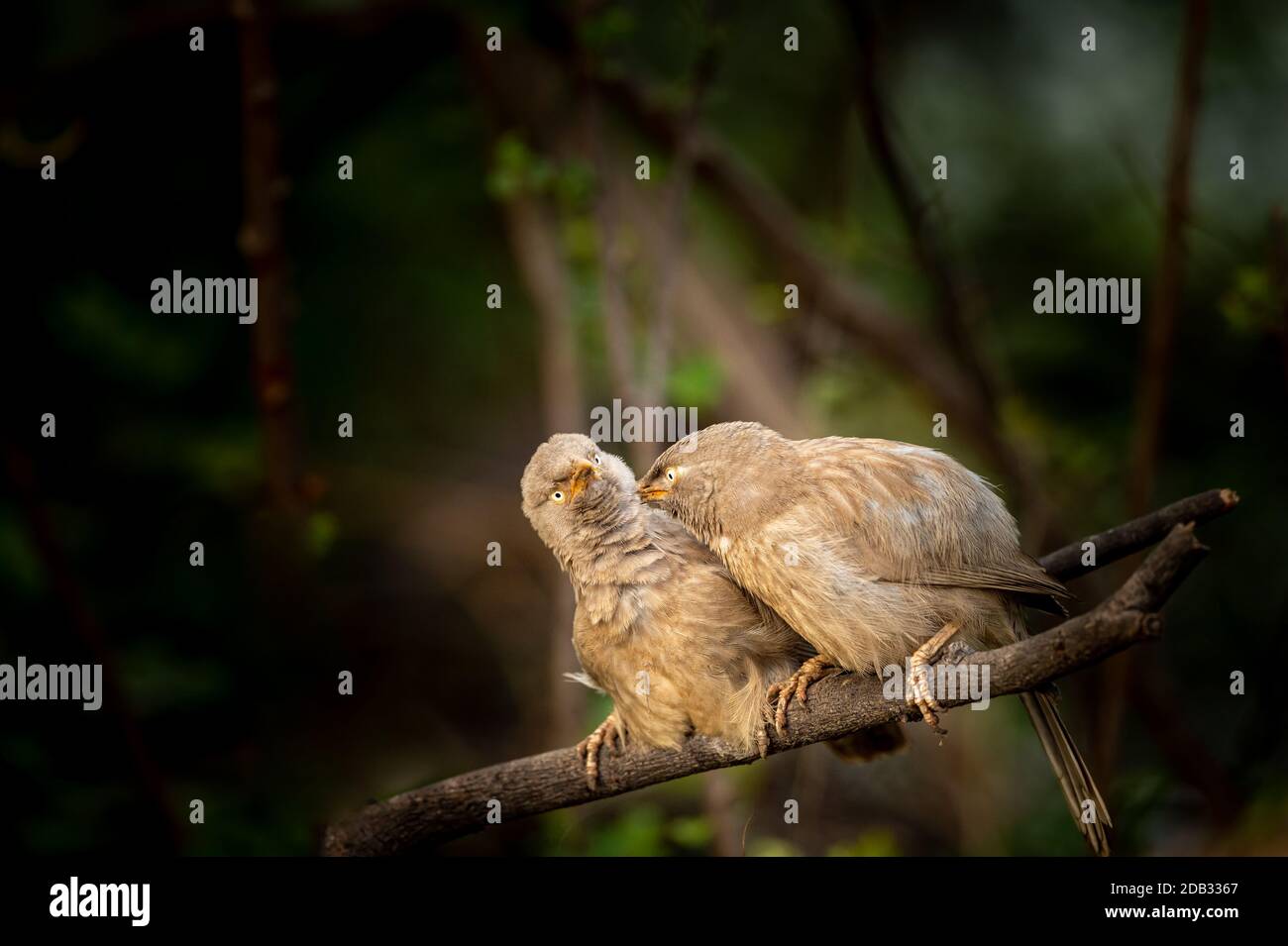 divertente immagine di fauna selvatica arrabbiata giungla uccelli babbler arroccato su ramo al parco nazionale keoladeo o bharatpur santuario degli uccelli rajasthan india - Turdoides Foto Stock