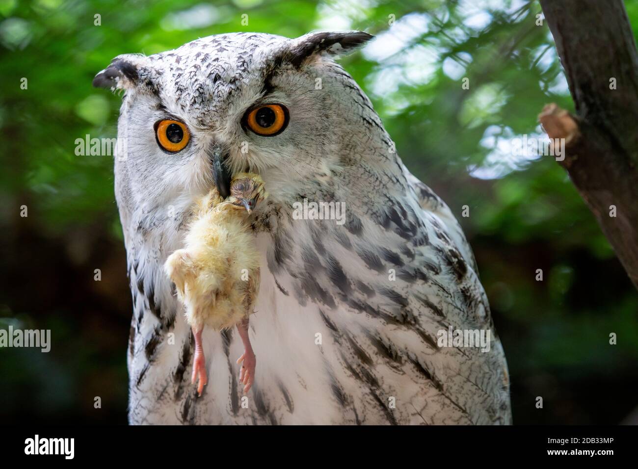 Siberian Gufo Reale con la preda nel becco. Bubo bubo sibiricus, il gufo più grande al mondo. Foto Stock