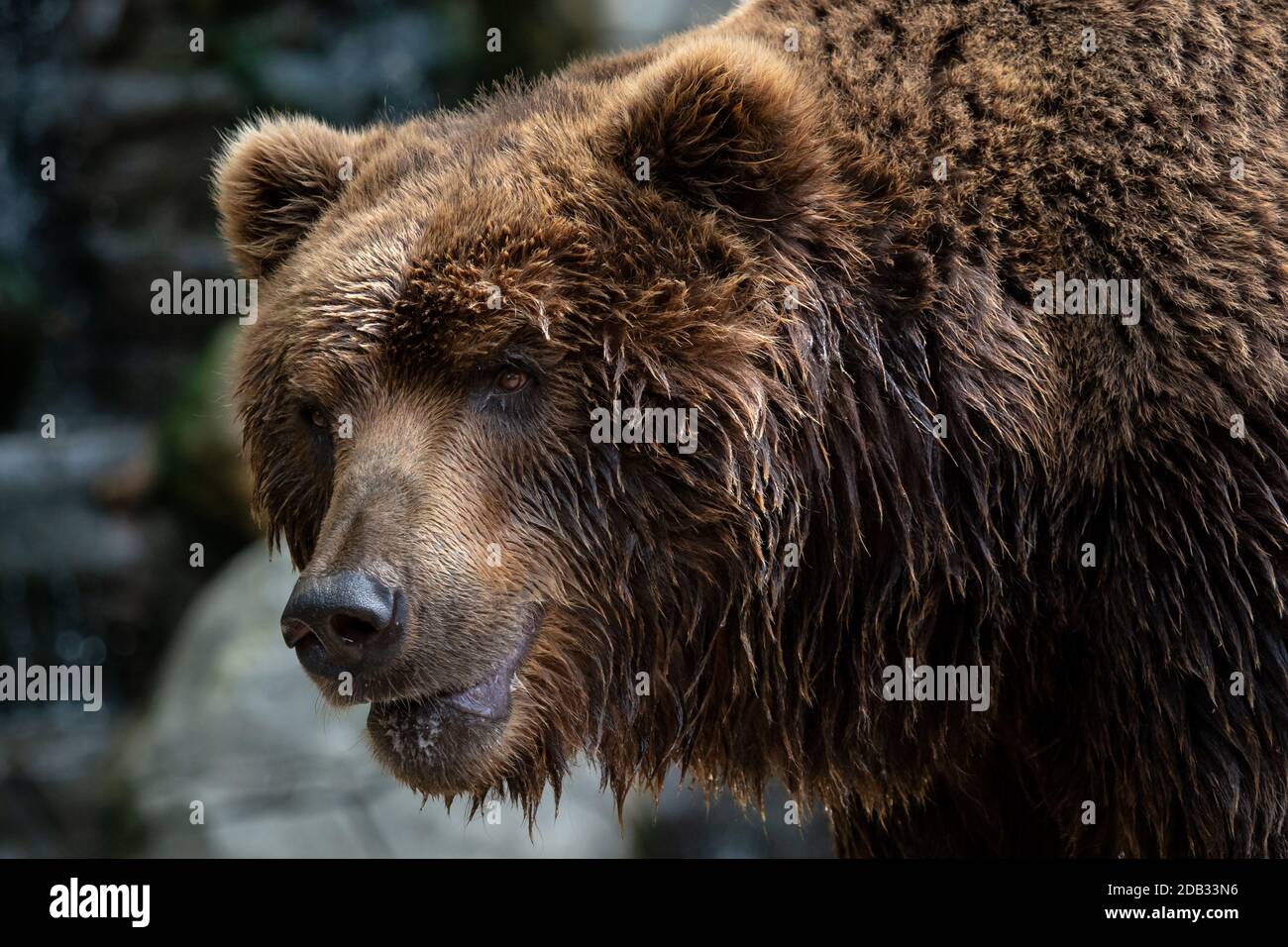 Vista frontale di orso bruno. Ritratto di Kamchatka bear (Ursus arctos beringianus) Foto Stock