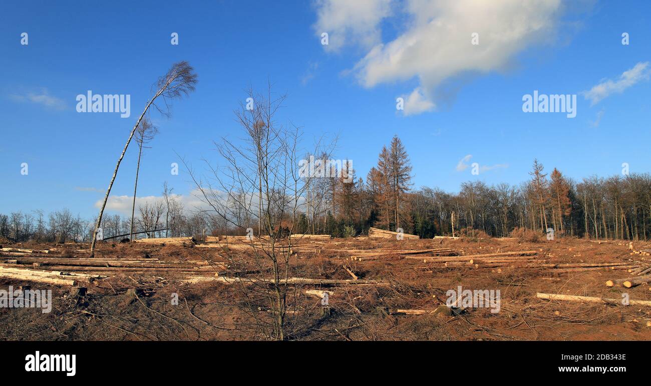 Taglio di sbozzi, deforestazione, segato da spruces e stubs dopo l'infestazione di barbabietole della corteccia e lunghi periodi di siccità nel 2018 e nel 2019 Foto Stock