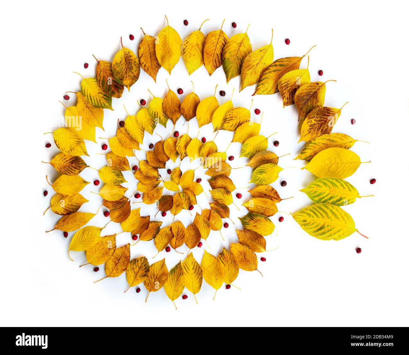 Spirale foglie autunnali Foto Stock