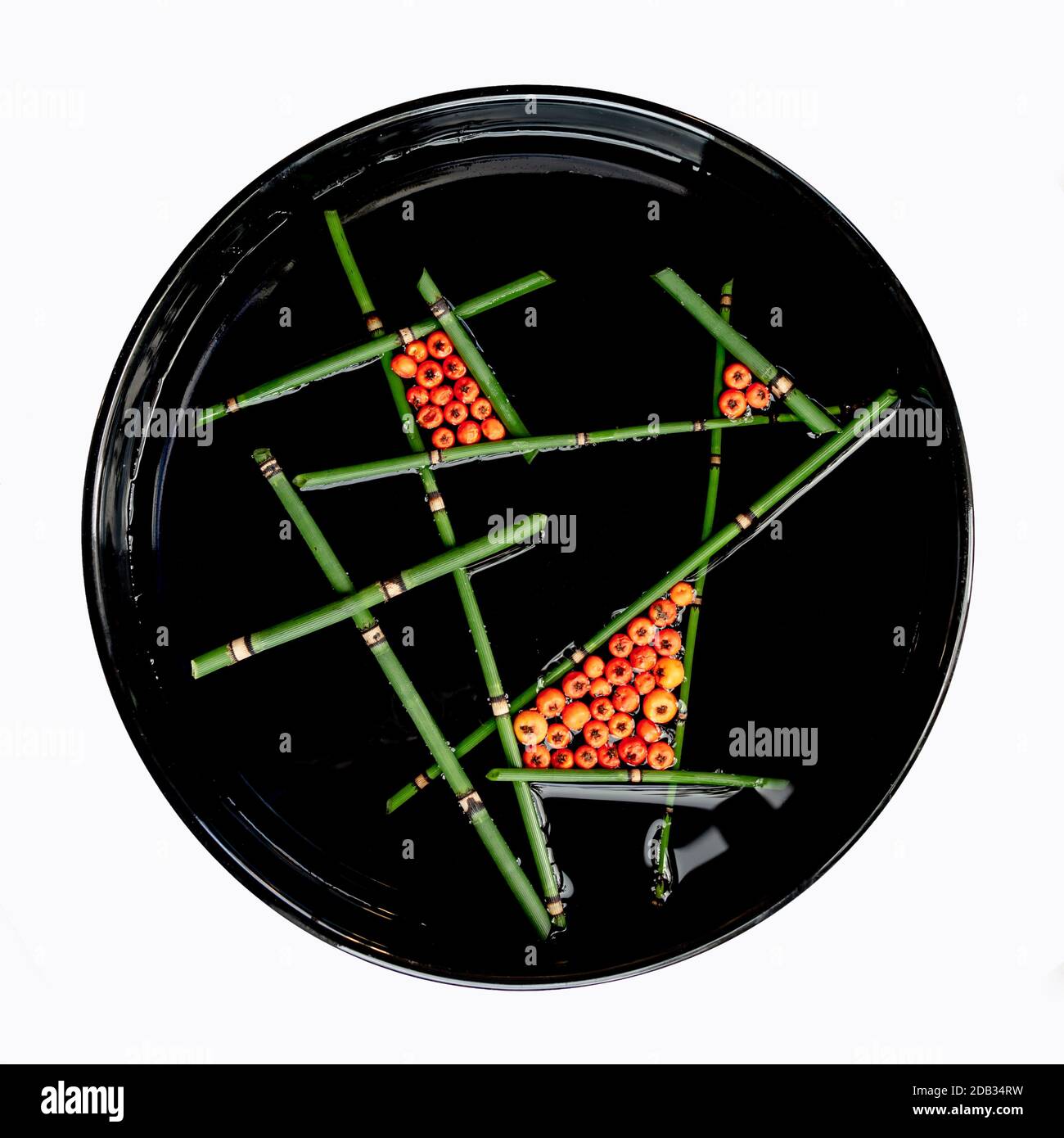 Arte floreale fluttuante con frutti di bosco d'arancia e corsetto in un vaso nero rotondo isolato su sfondo bianco Foto Stock