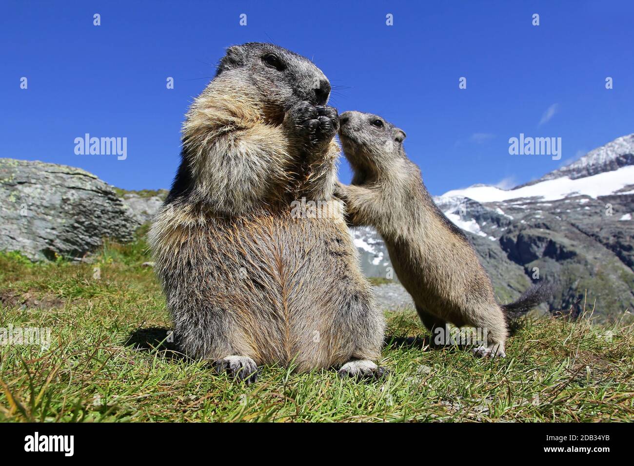 Una madre marmotta con il suo bambino curioso marmotta nel Alte montagne dell'Austria Foto Stock