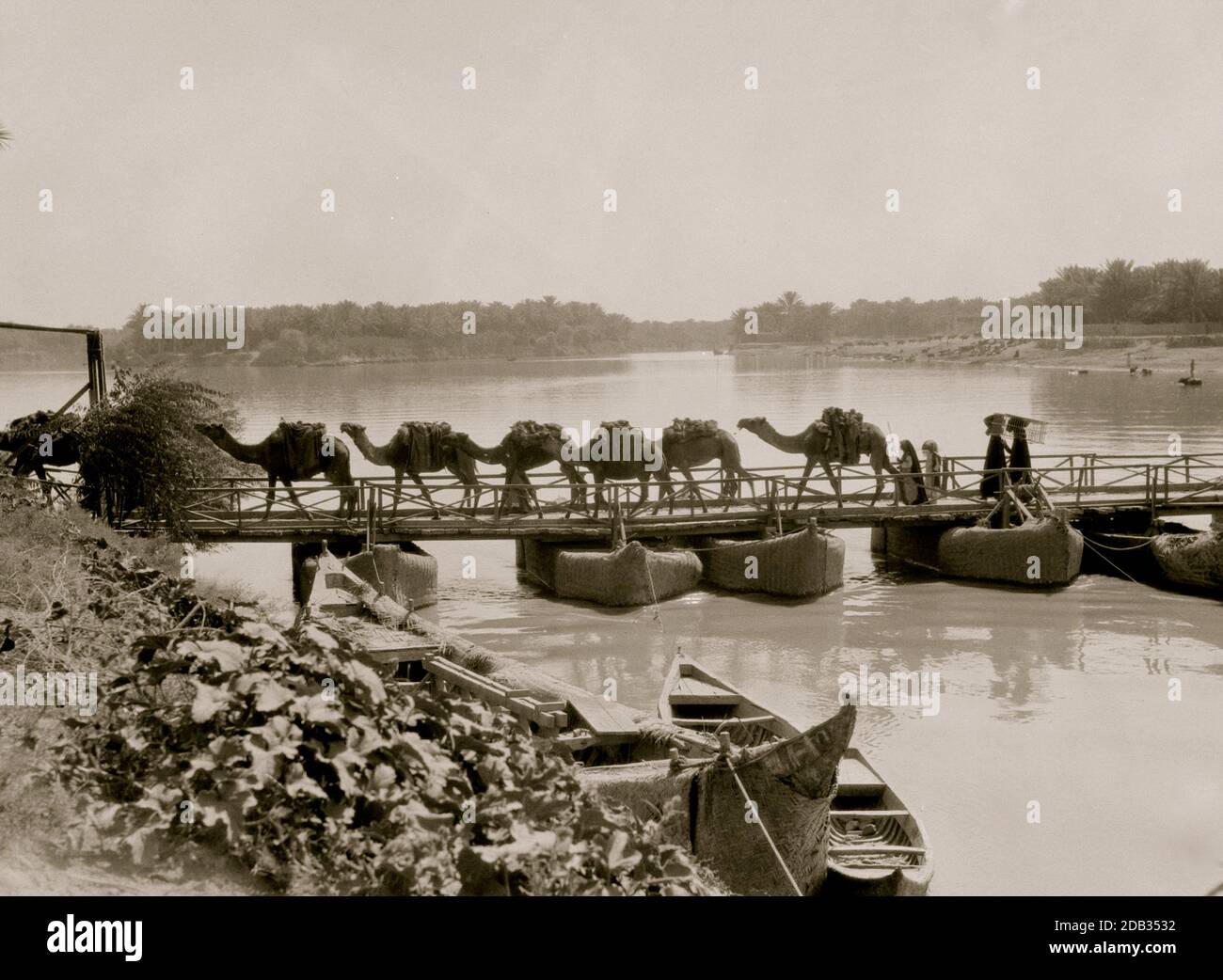 I cammelli attraversano il fiume Eufrate in Iraq; in roulotte trasportano merci attraverso un ponte che è sostenuto da barche in acqua. Foto Stock