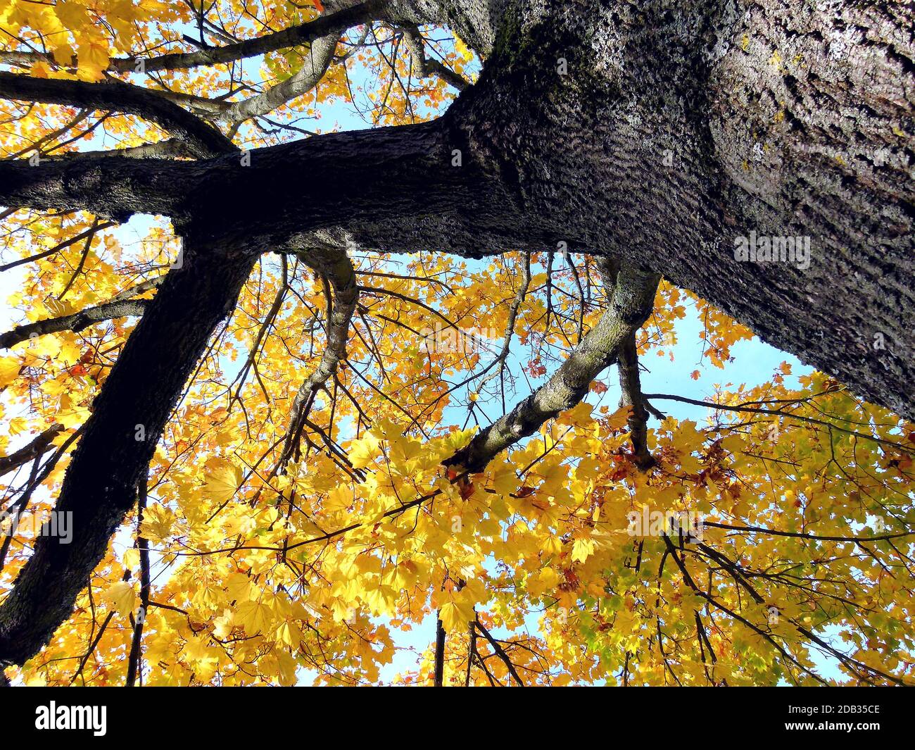 Acero in una prospettiva ripida con baldacchino giallo luminoso e cielo blu Foto Stock