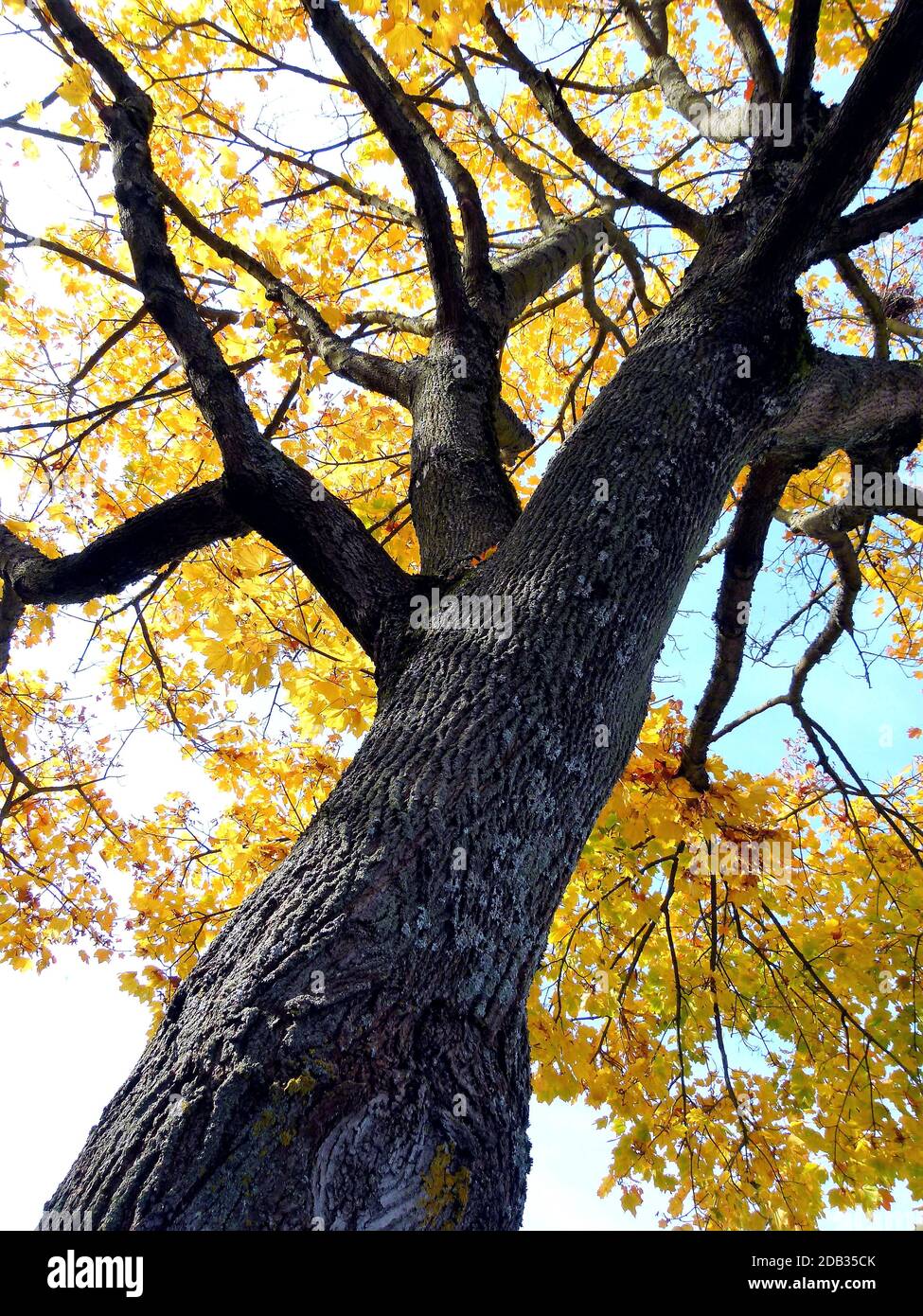Acero in una prospettiva ripida con baldacchino giallo luminoso e cielo blu Foto Stock