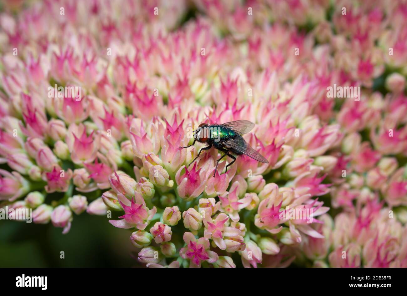 Sorvola i fiori rosa e bianchi su un giardino inglese Foto Stock