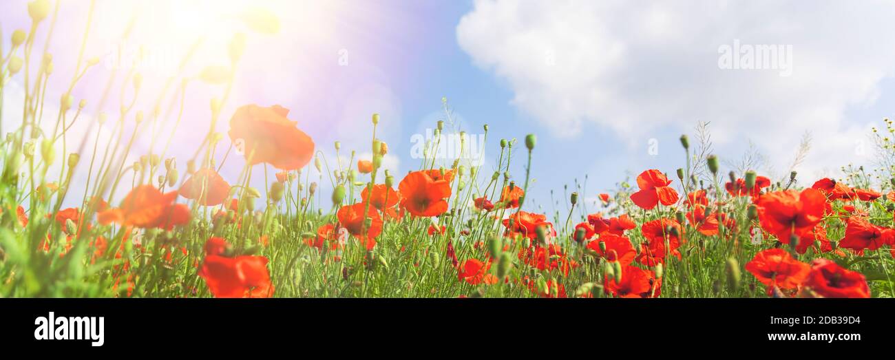 Fiori di papavero rosso su cielo azzurro soleggiato Foto Stock